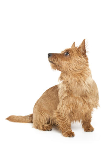 A scruffy australian terrier looking up for a command