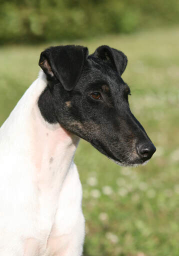 A smooth fox terrier's incredible long, black nose and floppy ears