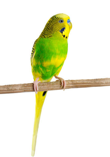 A lovely budgerigar with a wonderful, yellow and black feather pattern