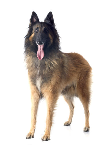 A belgian shepherd dog (tervueren) standing with his tongue out