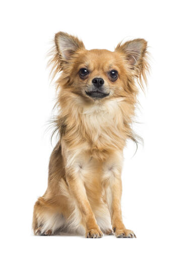 A beautiful little chihuahua with a lovely soft coat and big, pointed ears