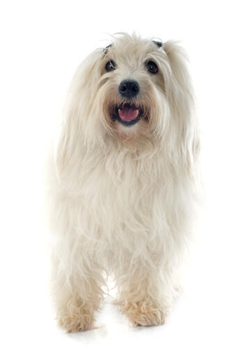 A happy coton de tulear with its hair in pigtails