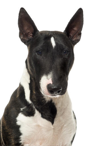 A close up of a miniature bull terrier's beautiful, sharp ears