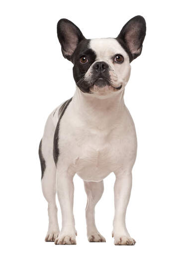 Tall french shop bulldog