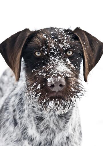 A close up of a german wirehaired pointer's Snowy beard and and pointed ears