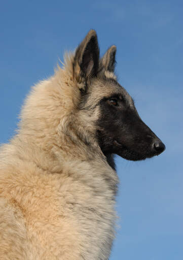 A belgian tervuren with a beautiful, thick, soft coat