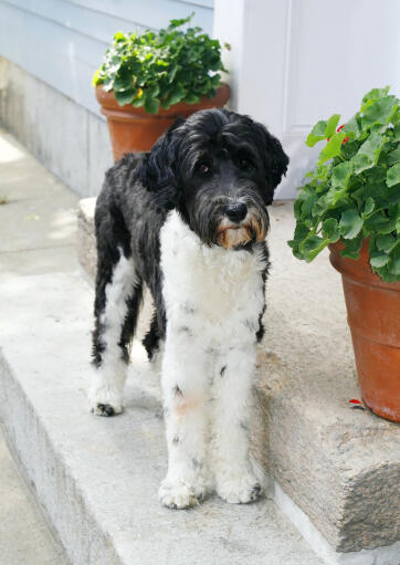 A beautiful black and white portuguese water dog with incredibly tall legs