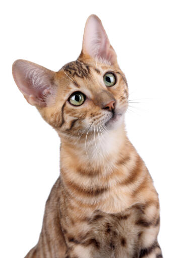 A curious toyger with its large ears