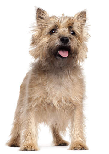 A young adult, light coated cairn terrier standing tall
