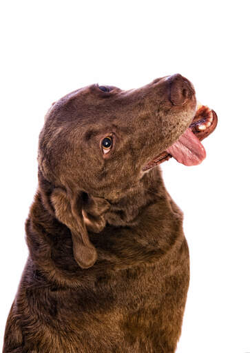 A funny chesapeake bay retriever with his tongue lolling out