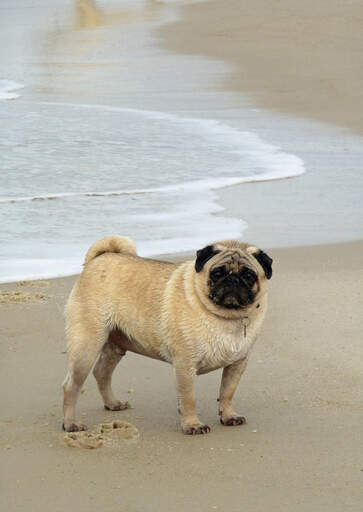A lovely, little pug enjoying some exercise on the sand