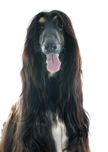 A dark brown afghan hound looking forward