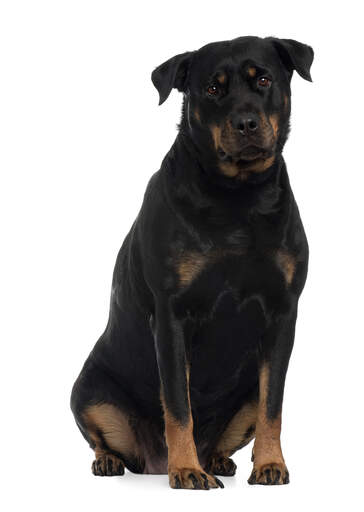 A beautiful, adult rottweiler with a thick, healthy, black coat