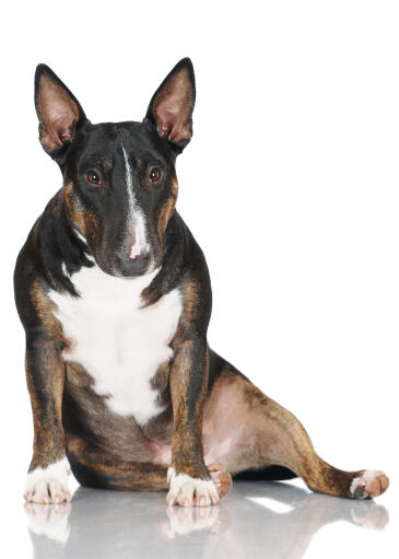 A beautiful, little miniature bull terrier sitting very comfortably on the floor