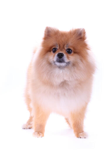 An adult pomeranian standing tall, showing off its pointed ears