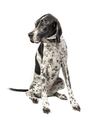 Pointer-white-background