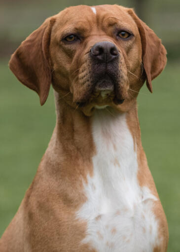 Portuguese-pointer-face