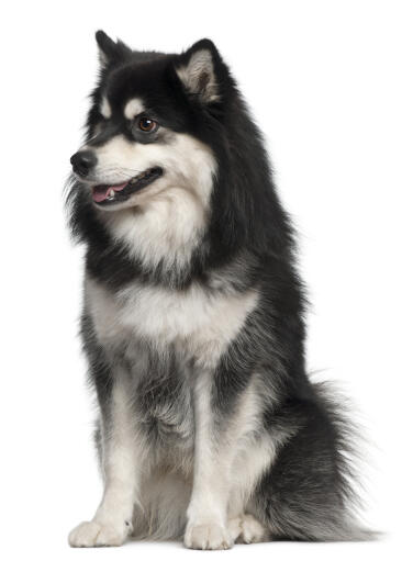 A finnish lapphund with an amazing thick black and white coat