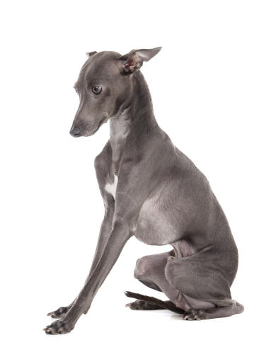 A male italian greyhound sitting neatly with his ears pushed back