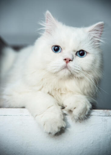 Beautiful blue-eyed persian cat portrait