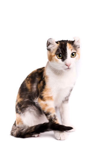 A tricolour american curl cat