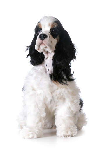 A cute american cocker spaniel with a striking black and white coat