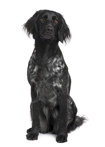 Dog breed munsterlander sales
