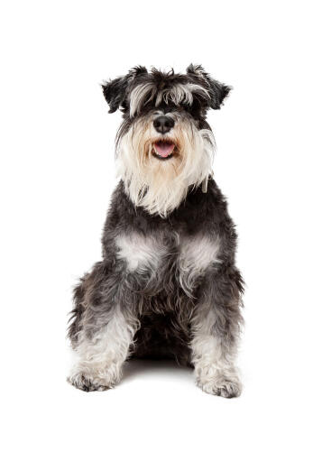 An adult black and white miniature schnauzer with a beautiful long coat and beard