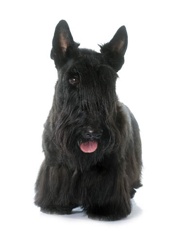 A beautifully groomed adult scottish terrier, showing off its long fringe and pointed ears