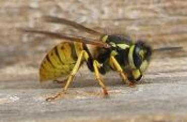 Wasps are normally seen has a pest.