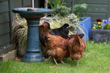 Chickens make wonderful garden pets.