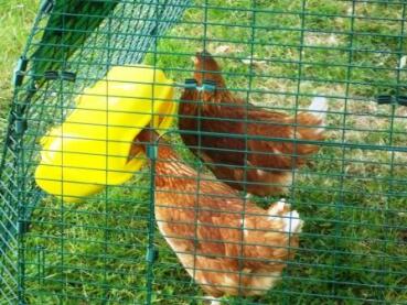 2 chickens in Eglu chicken coop run
