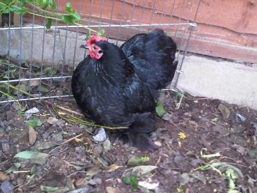 A beautiful pekin chicken in a garden.