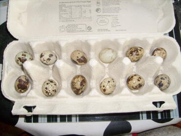 Quail eggs are much smaller than normal chicken eggs.