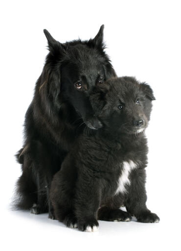 Groenendael puppies top for sale