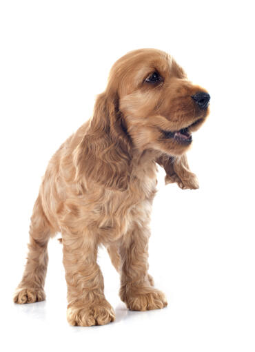 A beautiful little english cocker spaniel puppy with a soft brown coat