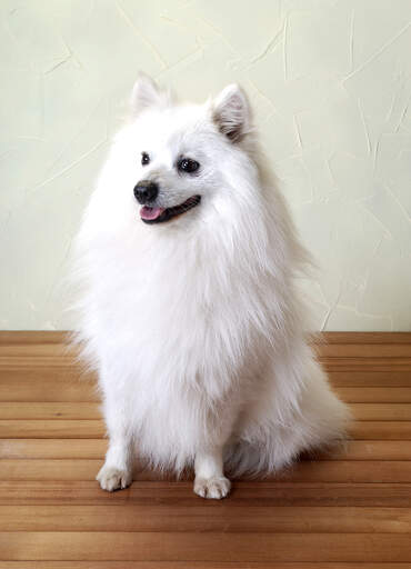 A beautiful little japanese spitz with a thick soft white coat