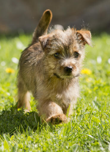 A norfolk terrier strolling along the grass, showing off it's beautiful tail