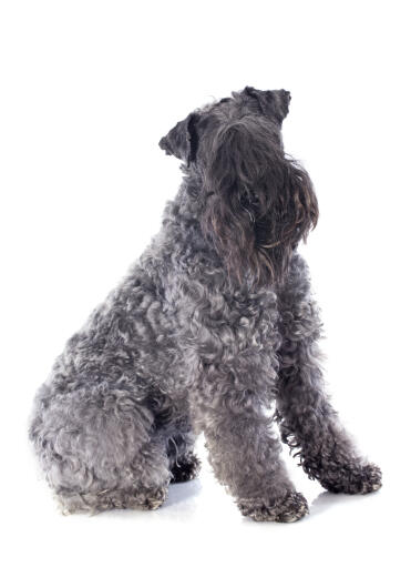 A lovely kerry blue terrier sitting neatly, awaiting some attention