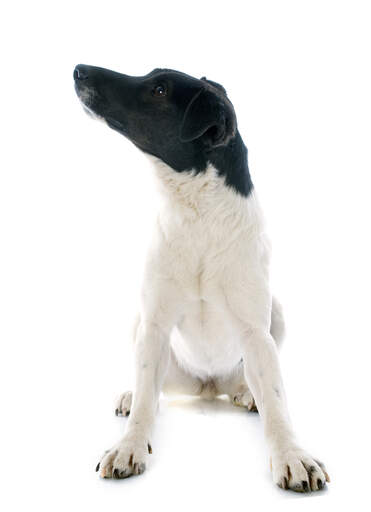 Dog with black head and white body 2025