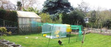 Acclimatization phase of our chickens 