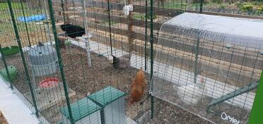 Happy chickens