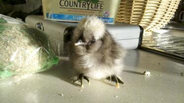 Cute fluffy chick
