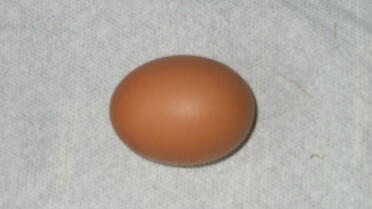 Amber's first egg