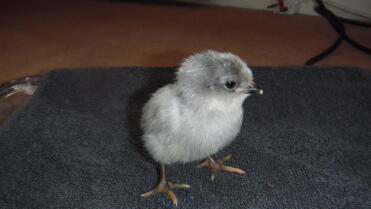 Araucana-Baby Chick