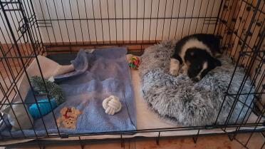 I am well in my cage!