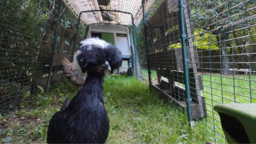 The girls in their enclosure! 