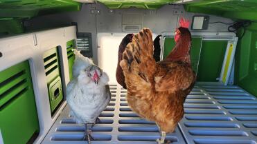 Inside the Eglu Pro chicken coop