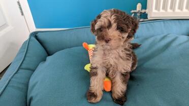 There's even some room in the bed for toys too!