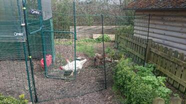 The Omletchicken fence in combination with the walk and run chicken run.